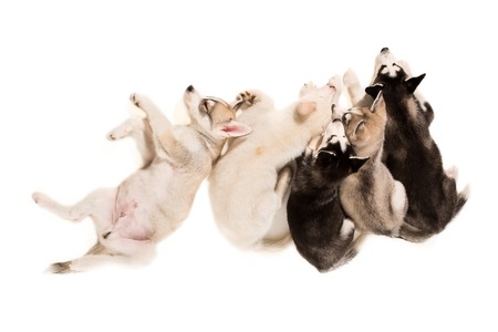 Group of puppies breed the Huskies isolated on white background. The most charismatic puppies. Everybody sleepの写真素材