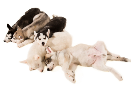 Group of puppies breed the Huskies isolated on white background. The most charismatic puppies. Everybody sleepの写真素材