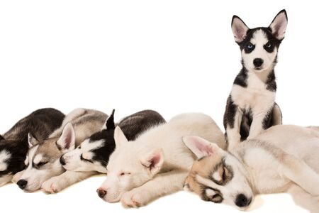 Group of puppies breed the Huskies isolated on white background. The most charismatic puppies. Everybody sleep, but one wakesの写真素材