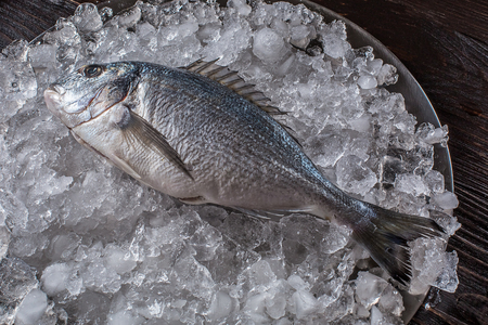 Seafood cooking preparation. Top view of dorado on ice. Against a dark backgroundの写真素材