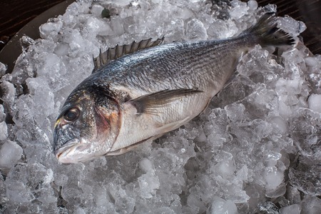 Seafood cooking preparation. Top view of dorado on ice.の写真素材