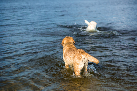 Two labradors on the beach. Two happy dogs play on the river bankの写真素材