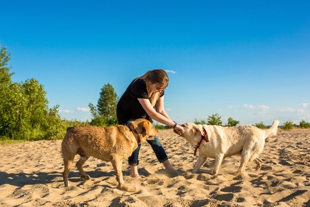 Two labrador friends playing on the beachの写真素材