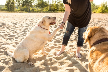 Two labrador friends playing on the beach. Two labradors on the sand with a young womanの写真素材