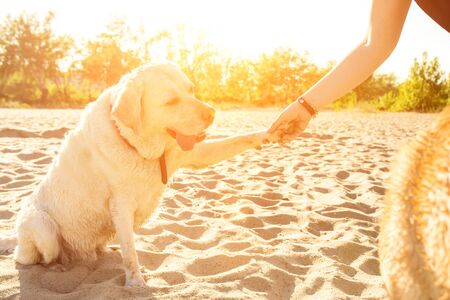 Portrait of young beautiful woman in sunglasses sitting on sand beach with golden retriever dog. Girl with dog by sea. Happiness and friendship. Pet and woman. Woman playing with dog on sea shore. Sun flareの写真素材