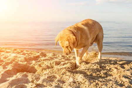 Yellow Labrador Retriever digging in the sand at a beach on a sunny day. Blue river in the background. Sun flareの写真素材