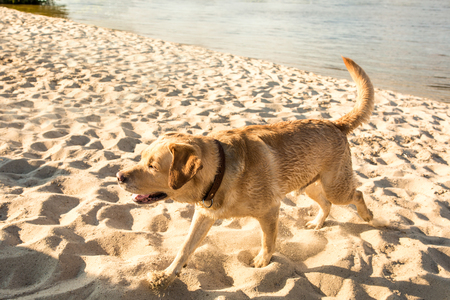 Happy Labrador retriever running through sand, dog on the beach.の写真素材