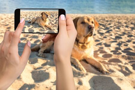Woman hands with mobile cell phone to take a photo of labrador dog lying on the beachの写真素材