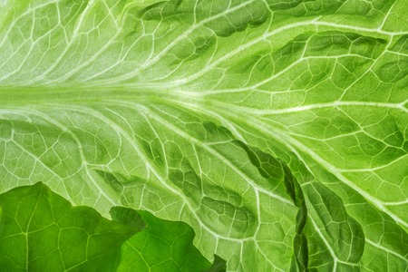 Fresh Lettuce one leaf close-upの写真素材