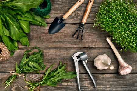 Gardening tools and greenery on wooden table. Spring in the gardenの写真素材