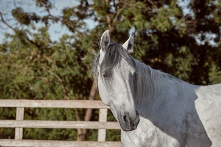 Beautiful grey horse in White Apple, close-up of muzzle, cute look, mane, background of running field, corral, treesの写真素材