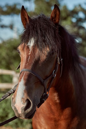 Beautiful brown horse, close-up of muzzle, cute look, mane, background of running field, corral,...