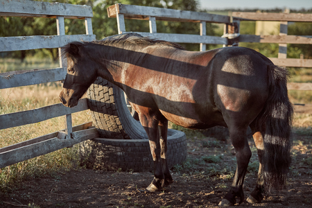 Handsome horse in the paddock. Farm. Ranch.の写真素材