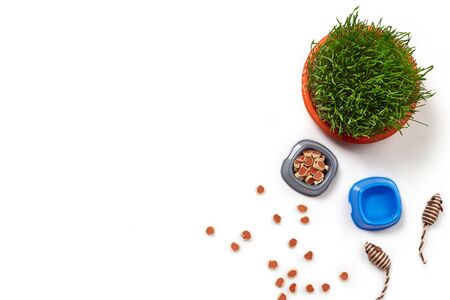 Flat lay composition with accessories for a cat isolated on white background. Pet care.の写真素材