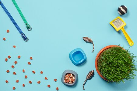 Flat lay composition with accessories for a cat on a blue background. Pet care.の写真素材