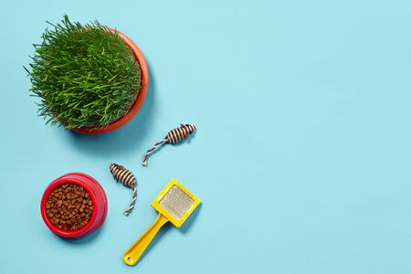 Flat lay composition with accessories for a cat on a blue background. Pet care.の写真素材