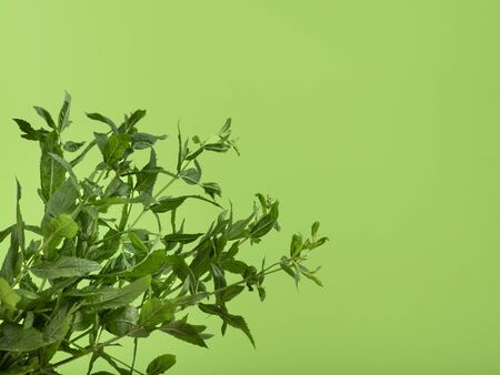 Close-up shot of a fresh spearmint on lime background.の写真素材