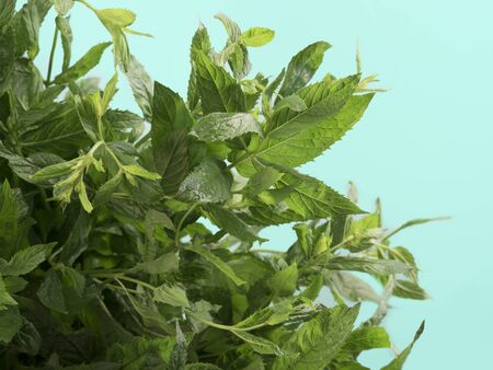 Close-up shot of a fresh spearmint on blue background.