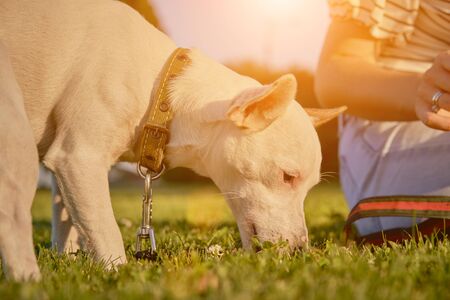 An energetic dog Parson Russell Terrier breed in a collar and on a leash is sniffing a green grassの写真素材