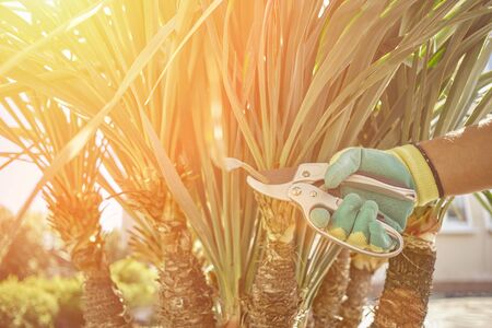 Hand of unrecognizable person in colorful glove is trimming green yucca or small palm tree with pruning shears on sunny courtyard. Close upの写真素材
