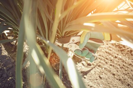 Hand of unknown human in colorful glove is cutting green yucca or small palm tree with pruning shears on sunny garden. Landscaping backyard. Close upの写真素材
