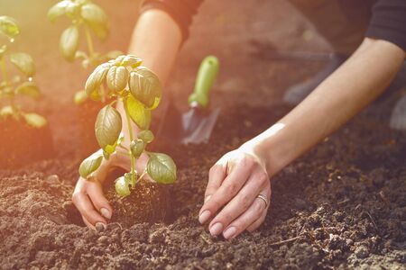 Hands of unrecognizable girl are planting green basil seedling or plant in ground. Organic gardening. Sunlight, soil, small garden shovel. Close-upの写真素材