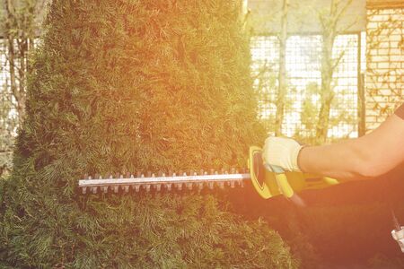 Hands of unknown gardener in gloves are trimming overgrown green thuja with hedge trimmer on sunny backyard. Worker landscaping garden. Close upの写真素材