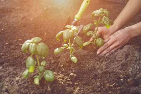 Hands of unknown lady gardener are planting young green basil sprouts or plants in fertilized black soil. Organic eco gardening. Sunlight, ground, small garden shovel. Close-upの写真素材