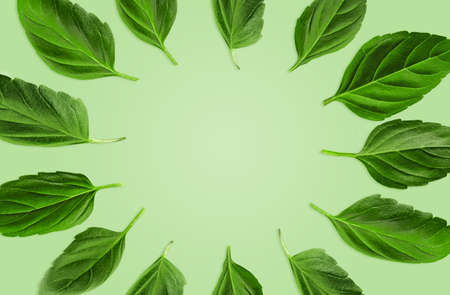 Green leaves of basil are laid out in a circle against mint background. Botanical pattern, collage....