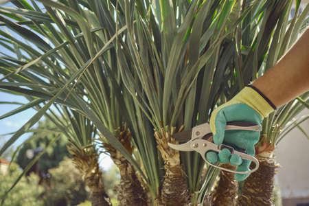 Hand of unknown worker in colorful glove is cutting green yucca or small palm tree with pruning...