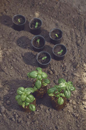 Green basil plants, small in pots and bigger ones, sprouting from soil. Ready for planting. Organic eco seedling. Sunlight, ground. Top viewの写真素材