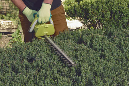 Hands of unknown gardener in colorful gloves are trimming the overgrown green shrub with electric...