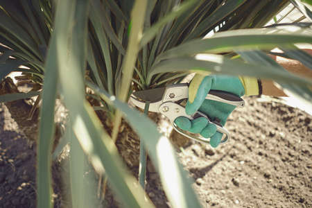 Hand of unknown human in colorful glove is cutting green yucca or small palm tree with pruning...