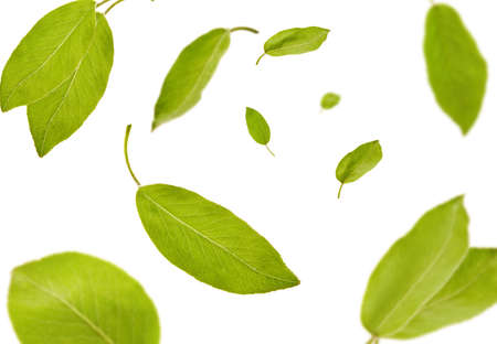 Green leaves of plum tree or tea are falling down, isolated on white background. Botanical pattern,...