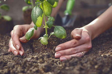 Hands of unknown lady are planting young green basil sprout or plant in fertilized ground. Sunlight, soil, small garden shovel. Close-upの写真素材