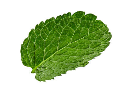 Green leaf of fresh mint with water drops on it, isolated on white background. Close up, copy space