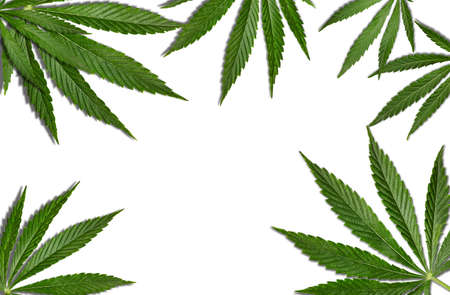 Marijuana or cannabis green leaves isolated on white background. Close up, copy spaceの写真素材