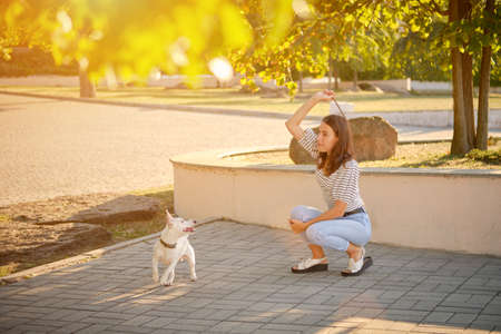 Dog Parson Russell Terrier breed is playing in green park with his owner. Summer time or beginning of autumn. Nature. Pet care and training concept.の写真素材