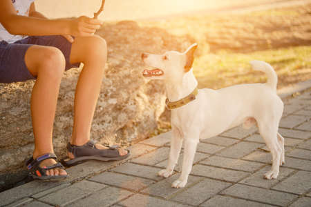 Dog Parson Russell Terrier breed is playing in green park with his owner. Summer time or beginning of autumn. Nature. Pet care and training concept.の写真素材