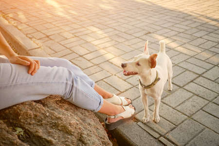 Dog Parson Russell Terrier breed is playing in green park with his owner. Summer time or beginning of autumn. Nature. Pet care and training concept.の写真素材