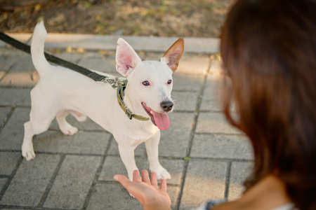 Dog Parson Russell Terrier breed is playing in green park with his owner. Summer time or beginning...