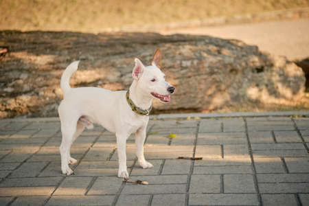 Dog Parson Russell Terrier breed is playing in green park. Summer time or beginning of autumn. Nature. Pet care and training concept.の写真素材