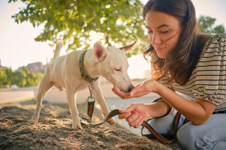Dog Parson Russell Terrier breed is playing in green park with his owner. Summer time or beginning of autumn. Nature. Pet care and training concept.の写真素材