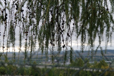 veil branchの写真素材