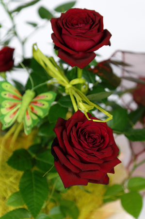 red rosesの写真素材