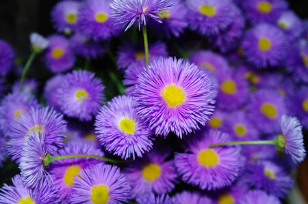 bouquet of a violet astersの写真素材