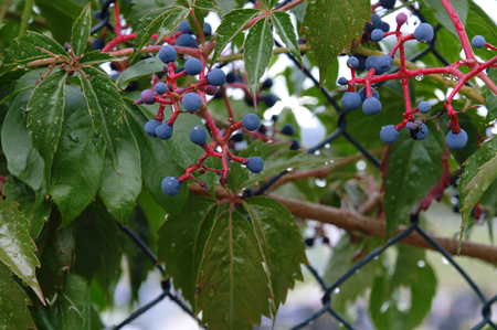 blueberries on a chain fence after rainの写真素材
