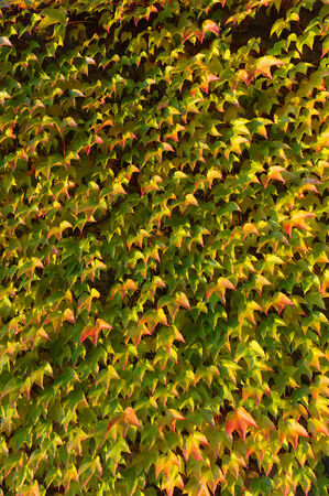 autumnal leafs patternの写真素材