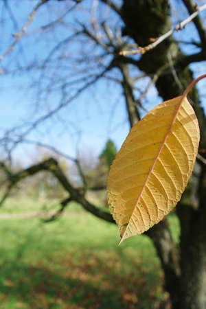 last autumnal yellow leafの写真素材