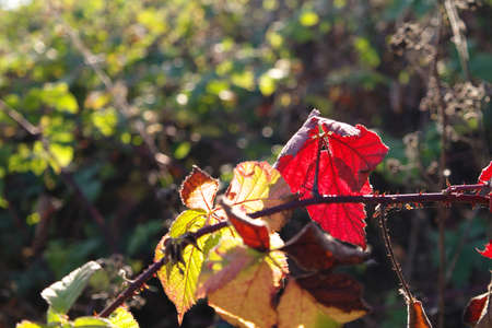 colorful autumnal leafsの写真素材
